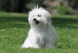 BICHON BOLONAIS 025